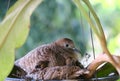 Mother bird sitting in the nest with her  baby birds, close up,blur background Royalty Free Stock Photo