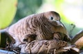 Mother bird sitting in the nest with her  baby birds, close up,blur background Royalty Free Stock Photo