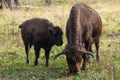 Mother Bison and baby in Oka national park, Russia. Buffalo in autumn forest Royalty Free Stock Photo