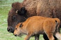 Mother bison with her calf in Yellowstone National Park Royalty Free Stock Photo