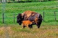 Mother Bison Nursing Baby Calf in Utah Royalty Free Stock Photo