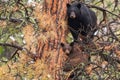 A Mother Black Bear Sow and Her COY Cub in a Pine Tree Royalty Free Stock Photo