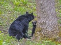 A mother Black Bear and one cub stay close to a tree. Royalty Free Stock Photo