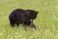 Black Bear Momma Playing with Her Cub