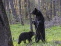 A mother Black Bear stands on her back legs looking around. Royalty Free Stock Photo