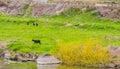 Mother black Bengal goat and her three kids Royalty Free Stock Photo