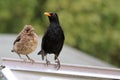 Mother Blackbird And Fledgling