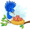 Mother blue bird feeding babies in a nest Royalty Free Stock Photo