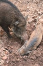 Mother boar awake her baby.