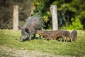 Mother boar with piglets Royalty Free Stock Photo