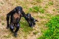Mother bonobo walking together with her infant, Human ape baby, pygmy chimpanzees, Endangered primate specie from Africa Royalty Free Stock Photo