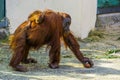 Mother bornean orangutan walking with her infant on her back, critically endangered animal specie from Indonesia Royalty Free Stock Photo