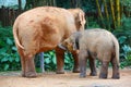 A mother is breastfeeding a baby elephant