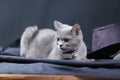 British Shorthair cat portrait, Royalty Free Stock Photo