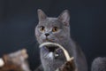 British Shorthair cat portrait, orange eyes, isolated Royalty Free Stock Photo