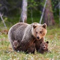 Mother brown bear and her cubs Royalty Free Stock Photo