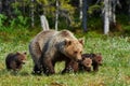 Mother brown bear and her cubs Royalty Free Stock Photo