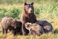 Mother brown bear and triplets that are drinking milk from mother Royalty Free Stock Photo