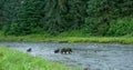 Mother brown bear and two cubs foraging and playing in the meadow by the lake.