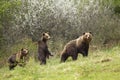 Mother brown bear walking on meadow in early spring with two her cubs