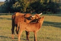 Mother brown cow with its calf on a field