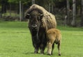 Mother Buffalo and baby calf Royalty Free Stock Photo