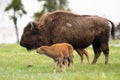 Mother buffalo with newborn calf in Yellowstone national park Royalty Free Stock Photo
