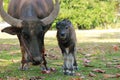 Closeup of a baby buffalo. Thailand. Royalty Free Stock Photo