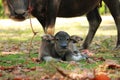 Mother buffalo is nursing its baby. Thailand. Royalty Free Stock Photo