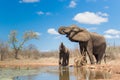 Mother and calf African elephant quenching their thirst at a waterhol.