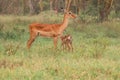 A mother and a calf antelopes grazing at Lake Nakuru National Park, Kenya Royalty Free Stock Photo