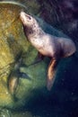 mother and calf california sea lion playful underwater coming to you