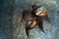 mother and calf california sea lion playful underwater coming to you