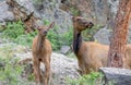 Mother and Calf Elk Waiting To Cross the Trail Royalty Free Stock Photo