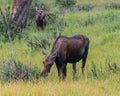 Mother and Calf Graze on Willow Royalty Free Stock Photo