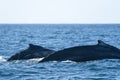 Mother and calf humpback whale in pacific ocean Royalty Free Stock Photo