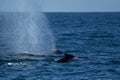 Mother and calf humpback whale in pacific ocean Royalty Free Stock Photo