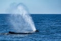 Mother and calf humpback whale in pacific ocean Royalty Free Stock Photo