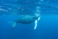 Mother and Calf Humpback Whales in Clear, Blue Water Royalty Free Stock Photo