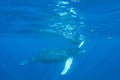 Mother and Calf Humpback Whales in Clear Water Royalty Free Stock Photo