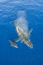 Mother and calf humpback whales Royalty Free Stock Photo