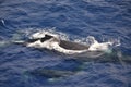 Mother and calf humpback whales in Maui waters Royalty Free Stock Photo