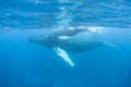 Mother and Calf Humpback Whales 2 Royalty Free Stock Photo