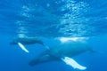 Mother and Calf Humpback Whales at Surface of Sea Royalty Free Stock Photo