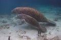 Mother and Calf Manatees Royalty Free Stock Photo