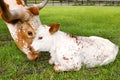 Mother and calf miniature Texas longhorn Royalty Free Stock Photo