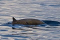 Mother and calf Rare Goose Beaked whale dolphin Ziphius cavirostris