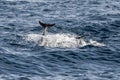 Striped dolphins jumping outside the sea mother and calf Royalty Free Stock Photo