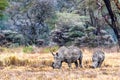 Mother and Calf White Rhino in Kenya