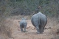 Mother and calf White Rhino walking